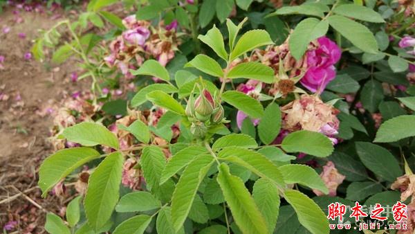 不只是超级续航智能机 金立M5拍照体验 