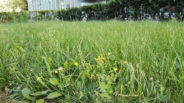 一家人两张"脸" 华为P8对比华为P8max 