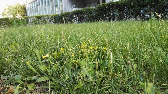 一家人两张"脸" 华为P8对比华为P8max 