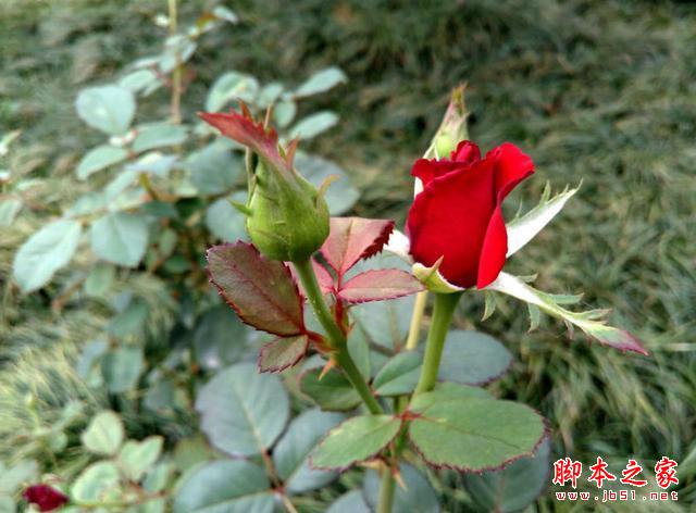 4G全网通，决战性价比！TCL么么哒3S体验