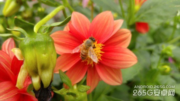 LG G4详细评测视频