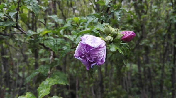 荣耀7评测：智灵键引发的人机交互变革 