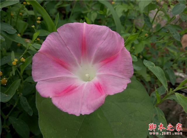 平价标杆：魅蓝Note2开箱体验，将手感与体验进行到底