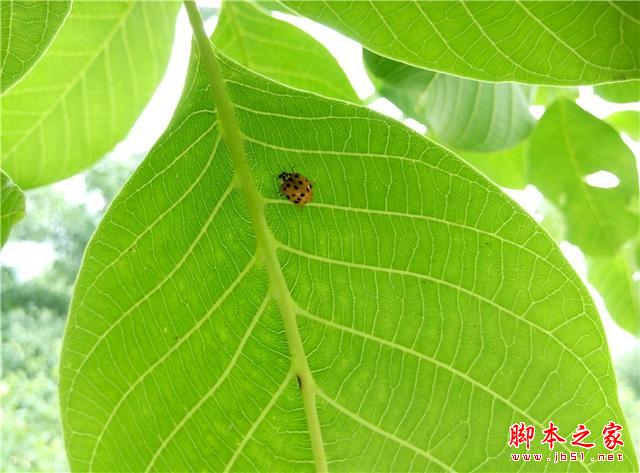 平价标杆：魅蓝Note2开箱体验，将手感与体验进行到底