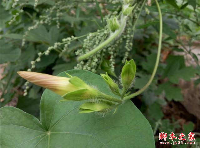 平价标杆：魅蓝Note2开箱体验，将手感与体验进行到底