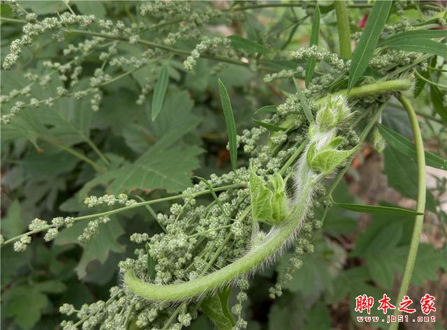 平价标杆：魅蓝Note2开箱体验，将手感与体验进行到底