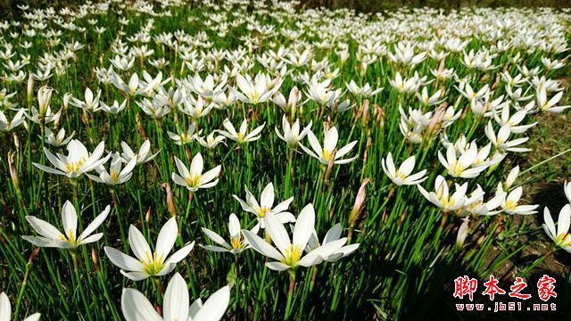 最好玩的拍照手机，ZenFone2+Zenflash拍照体验