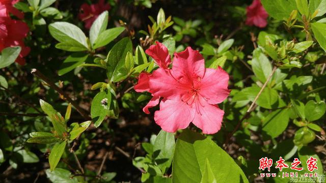 LG G4照相有多强？实拍样张过程告诉你