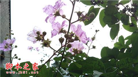 Z9长期体验:无边框非唯一亮点