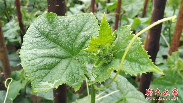 可能是今年最OK的千元机——小米4i初体验