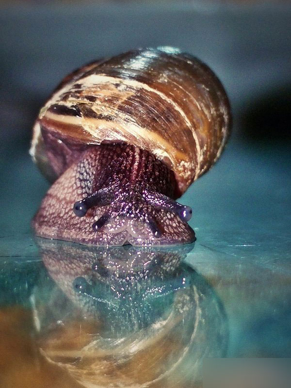 OPPO R7超级微距功能详解