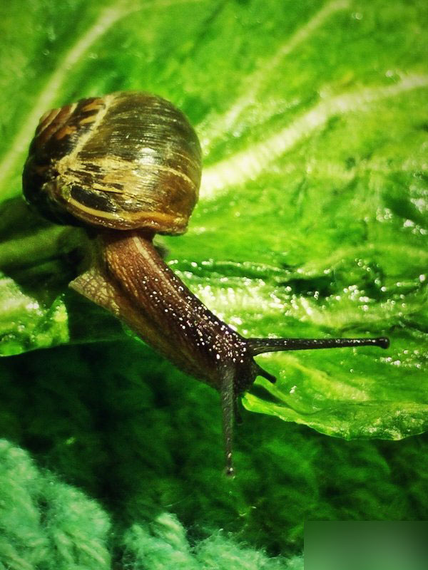 OPPO R7超级微距功能详解