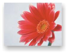 巧用coreldraw交互式阴影工具 脚本之家 CorelDraw使用技巧教程