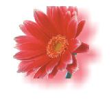 巧用coreldraw交互式阴影工具 脚本之家 CorelDraw使用技巧教程