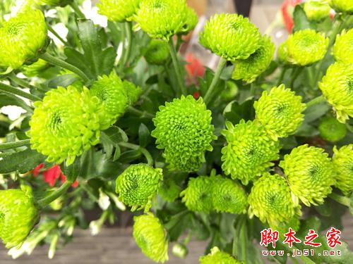 2000万像素金属机身 魅族MX5影像评测