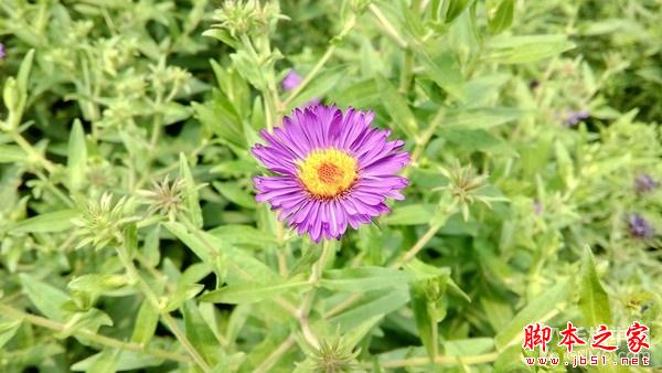 黄金斗士A8畅玩评测:高颜值亲民4G新品 