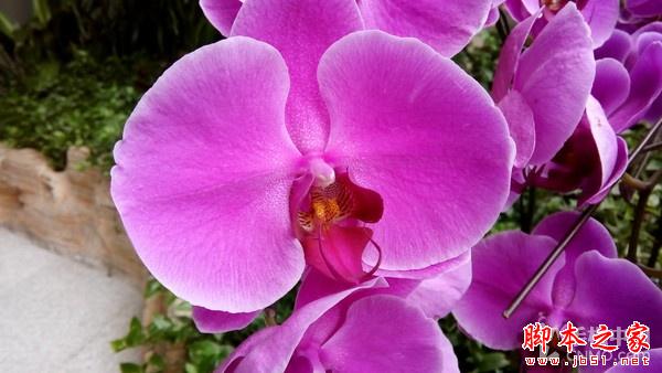 黄金斗士A8畅玩评测:高颜值亲民4G新品 