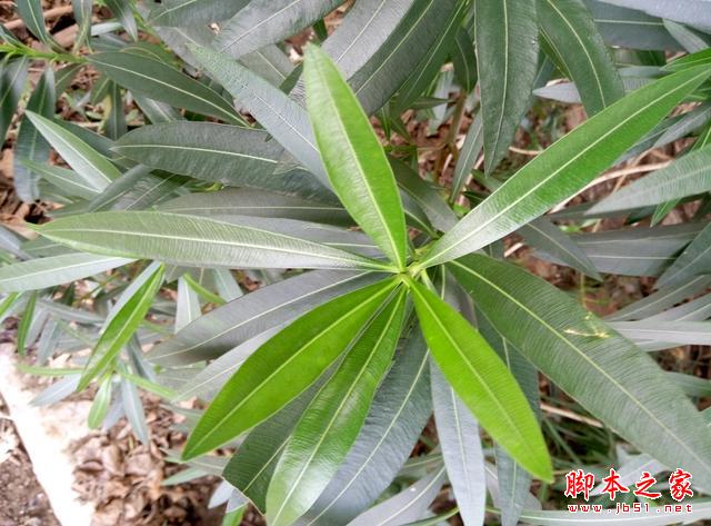 理性对待抢购，魅蓝note2体验点评