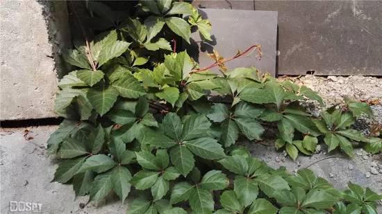 全面进化的新旗舰：华为旗舰7终极详评