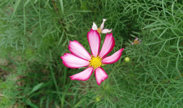 时尚外观+指纹识别，酷派锋尚Pro小体验