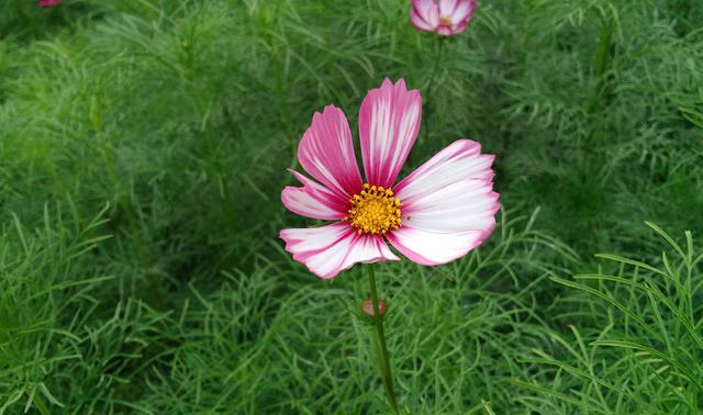 时尚外观+指纹识别，酷派锋尚Pro小体验