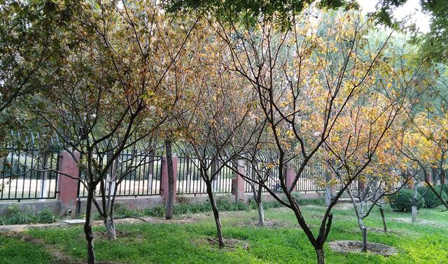 时尚外观+指纹识别，酷派锋尚Pro小体验