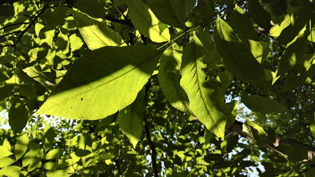 高清图评荣耀7，魅族、荣耀如何选？看完便知