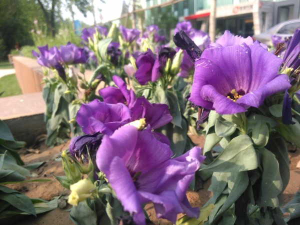 独特的五面晶棱中框 蓝魔手机MOS1体验评测