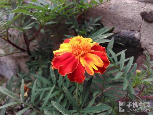 中国移动A1评测：超值四核双卡4G手机