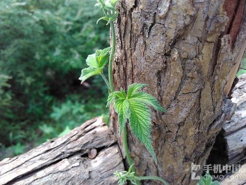 中国移动A1评测：超值四核双卡4G手机