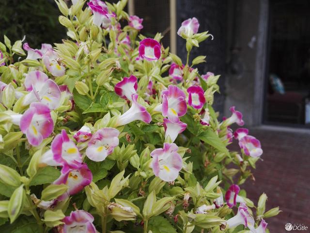 荣耀的蜕变，华为荣耀 7 体验