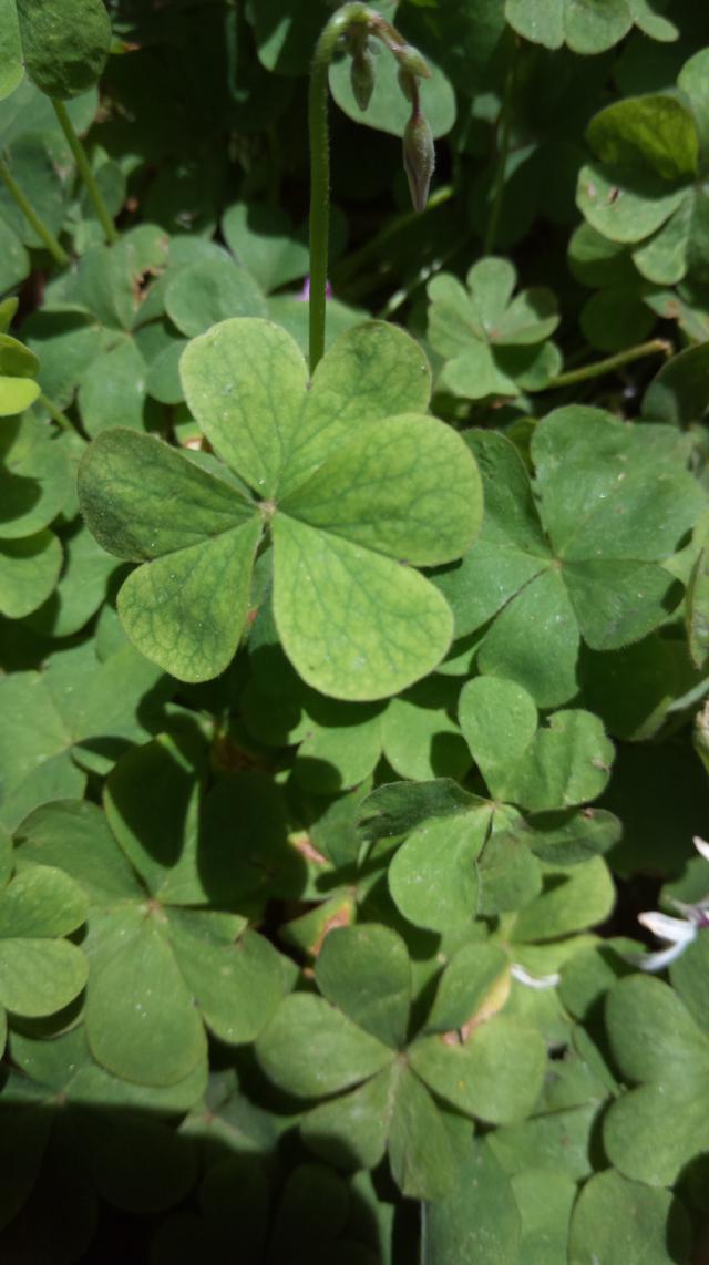 霸气智能三防手机——青橙VOGA V1测评