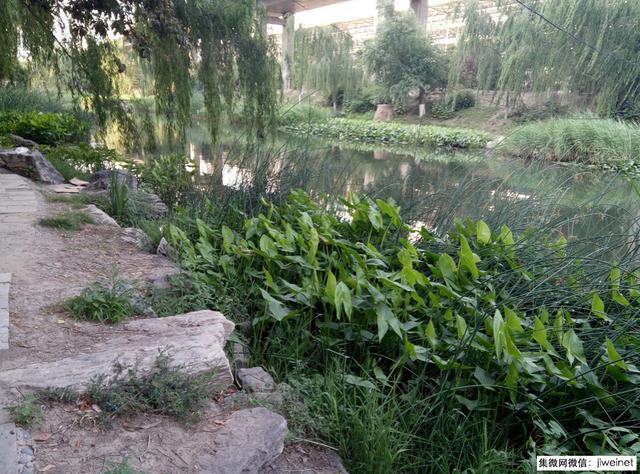 掌上影院,乐视超级手机1测评