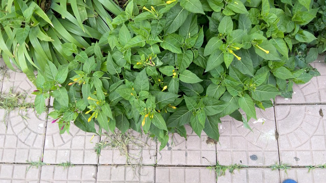 大神Note3评测：全球首款千元指纹手机 