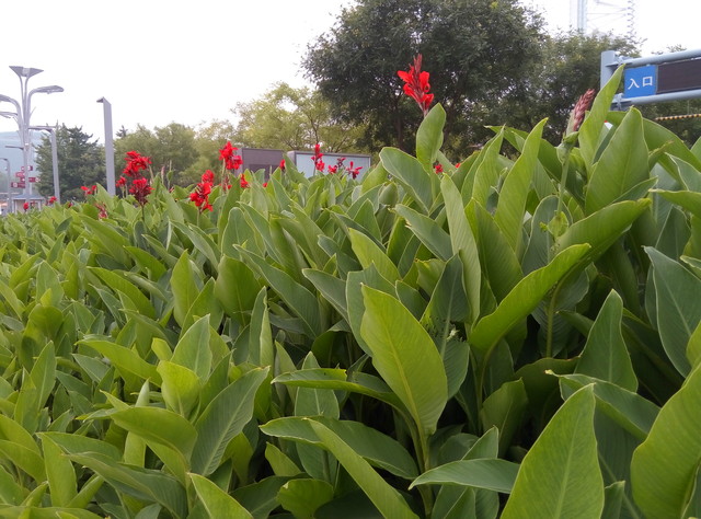 599元入门级别翘楚 魅蓝手机2首发评测 