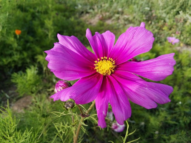 华为麦芒4评测:中端手机市场狙击手 