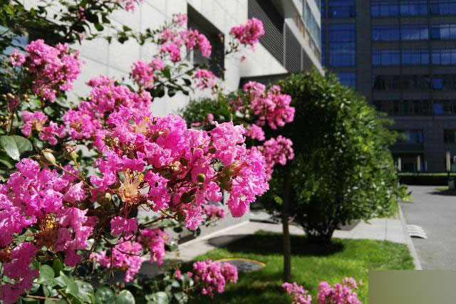 华为麦芒4评测：电信用户的又一选择