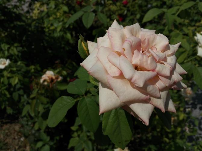 拍照体验+评测总结