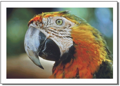 CorelDRAW 选取及填充对象 脚本之家 CorelDraw入门教程