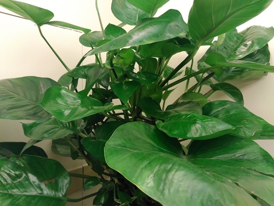 坚果手机评测：外观清新/细节优化到位