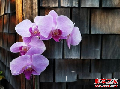 nexus6p和三星note5哪个好 nexus6p和三星note5对比3