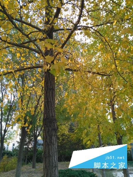 3GB内存！荣耀畅玩5X评测：千元大杀器