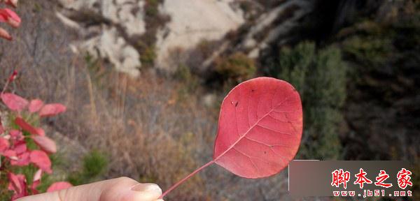 乐视超级手机1s怎么样？ 乐1s配置参数、跑分及续航全面评测