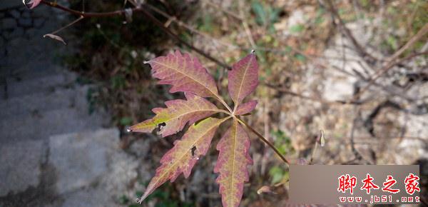 乐视超级手机1s怎么样？ 乐1s配置参数、跑分及续航全面评测