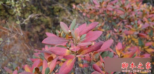 乐视超级手机1s怎么样？ 乐1s配置参数、跑分及续航全面评测