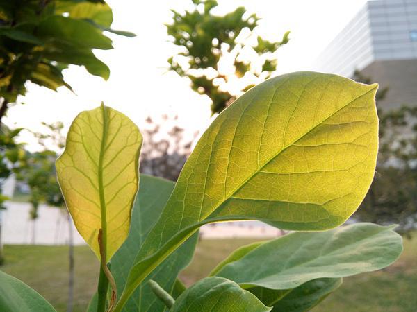 华为荣耀7和iPhone6s有什么区别 荣耀7与iPhone6s区别对比评测