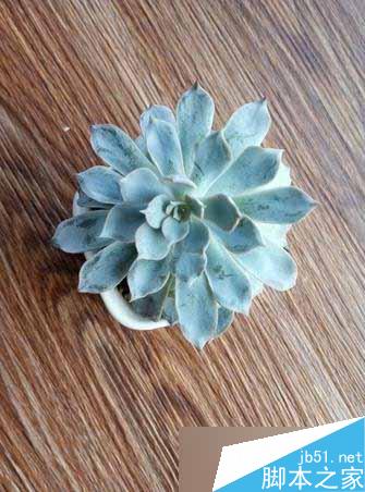 魅蓝metal和魅族MX5对比