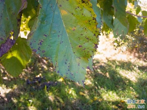 拍照:Android 5.0最猛的提升!