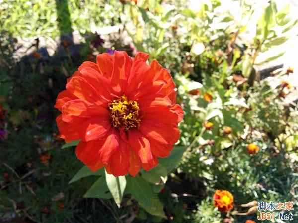 拍照:Android 5.0最猛的提升!