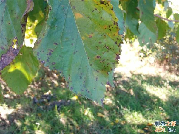 拍照:Android 5.0最猛的提升!